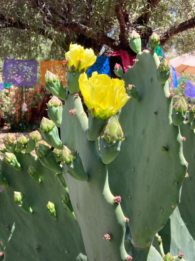 Casa Azul - Cute Centrally Located Adobe With Large Fenced Outdoor Living For Pets And Adults, Non-Smoking Tucson Luaran gambar
